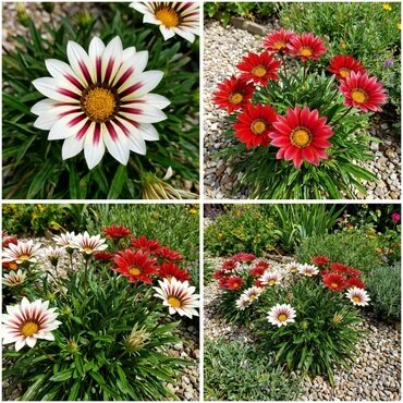 Genipap Littleleaf Flower Seeds for Planting – Tropical Genipap Tree