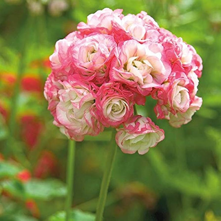 Baby Pink flower seeds
