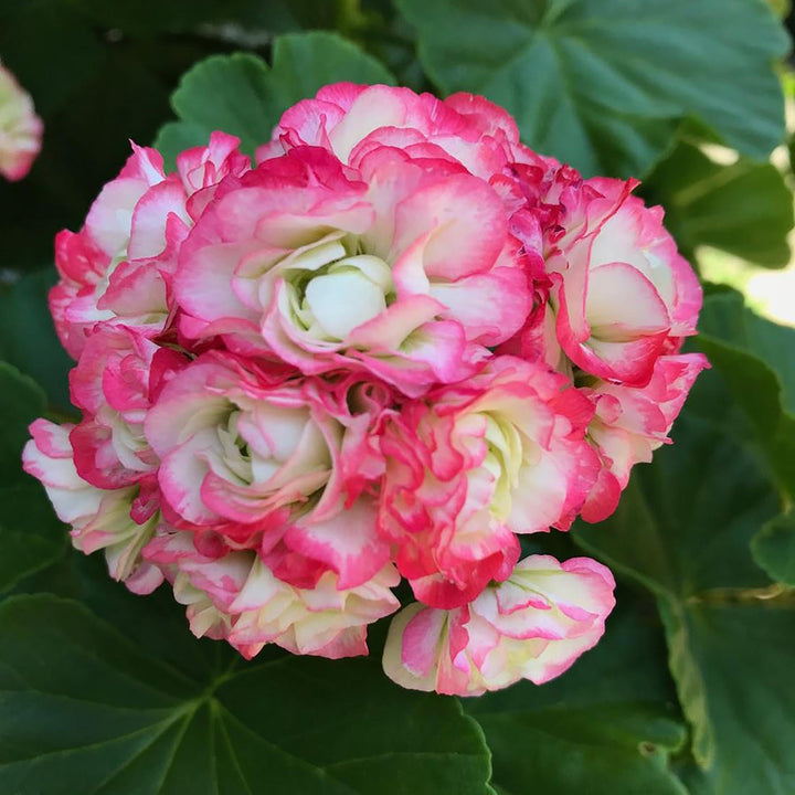 Pink White flower seeds