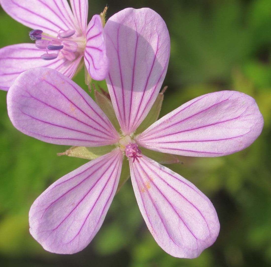 Geranium Asphodeloides flower seeds