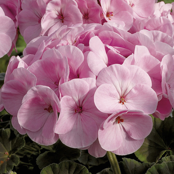 Light Pink flower seeds