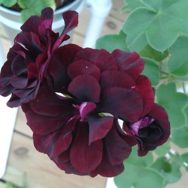 Chocolate Geranium plant
