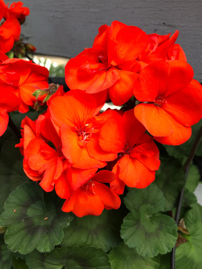 Orange Pelargonium Flower Seeds for Planting – Heirloom Non-GMO Garden Seeds