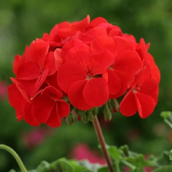 Geranium flower seeds