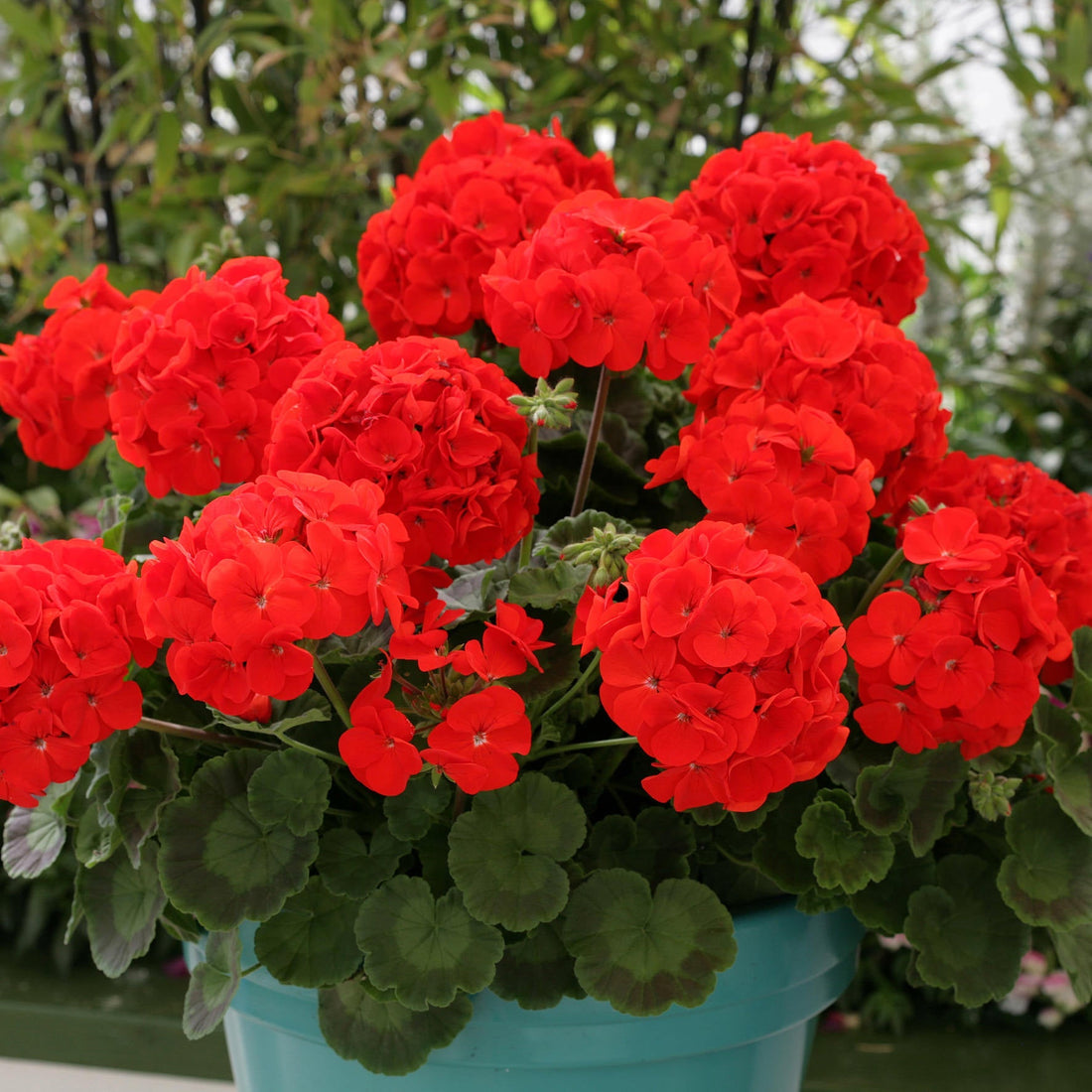 Geranium flower seeds