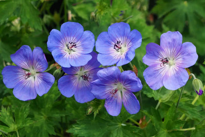 Blue Geranium Flower Seeds for Planting – Heirloom Cranesbill Flower Seeds