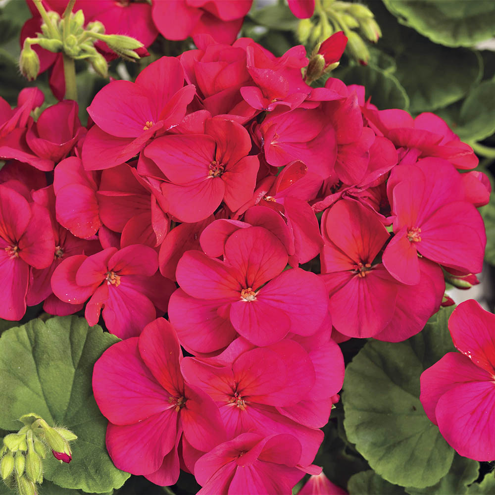 Violet Red flower seeds