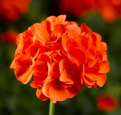 Orange Geranium flower seeds