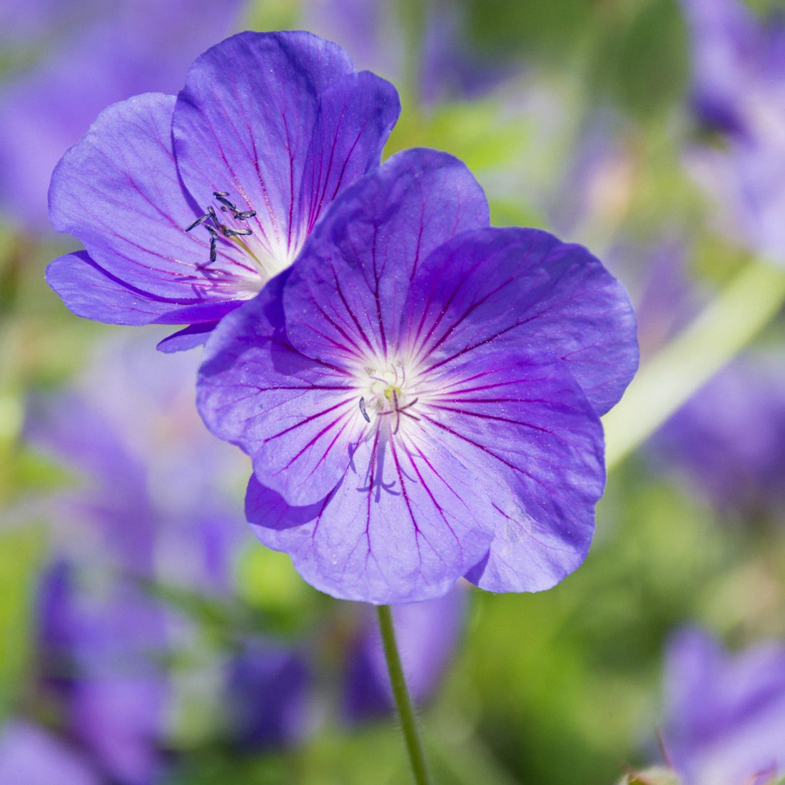 Purple Pelargonium flower seeds