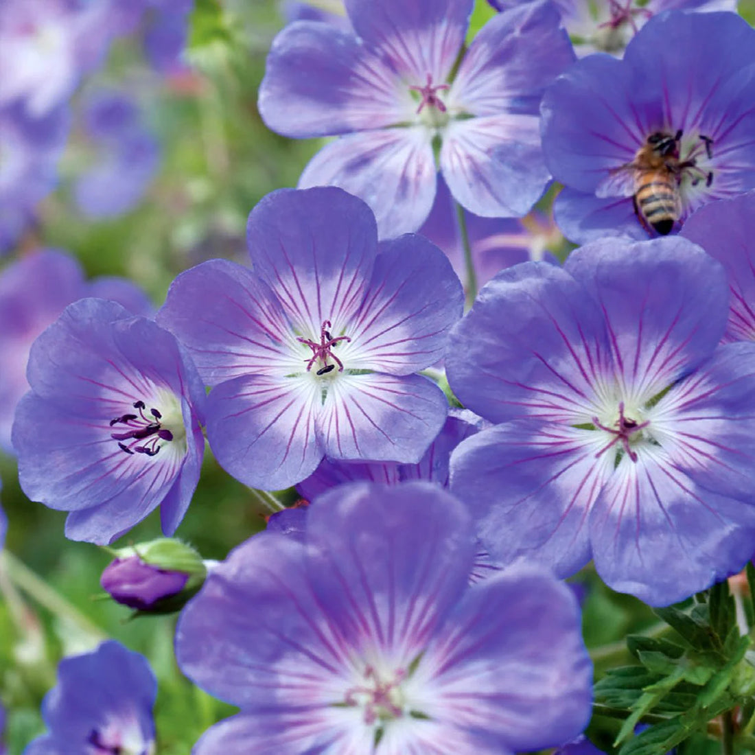 Sea Blue flower seeds