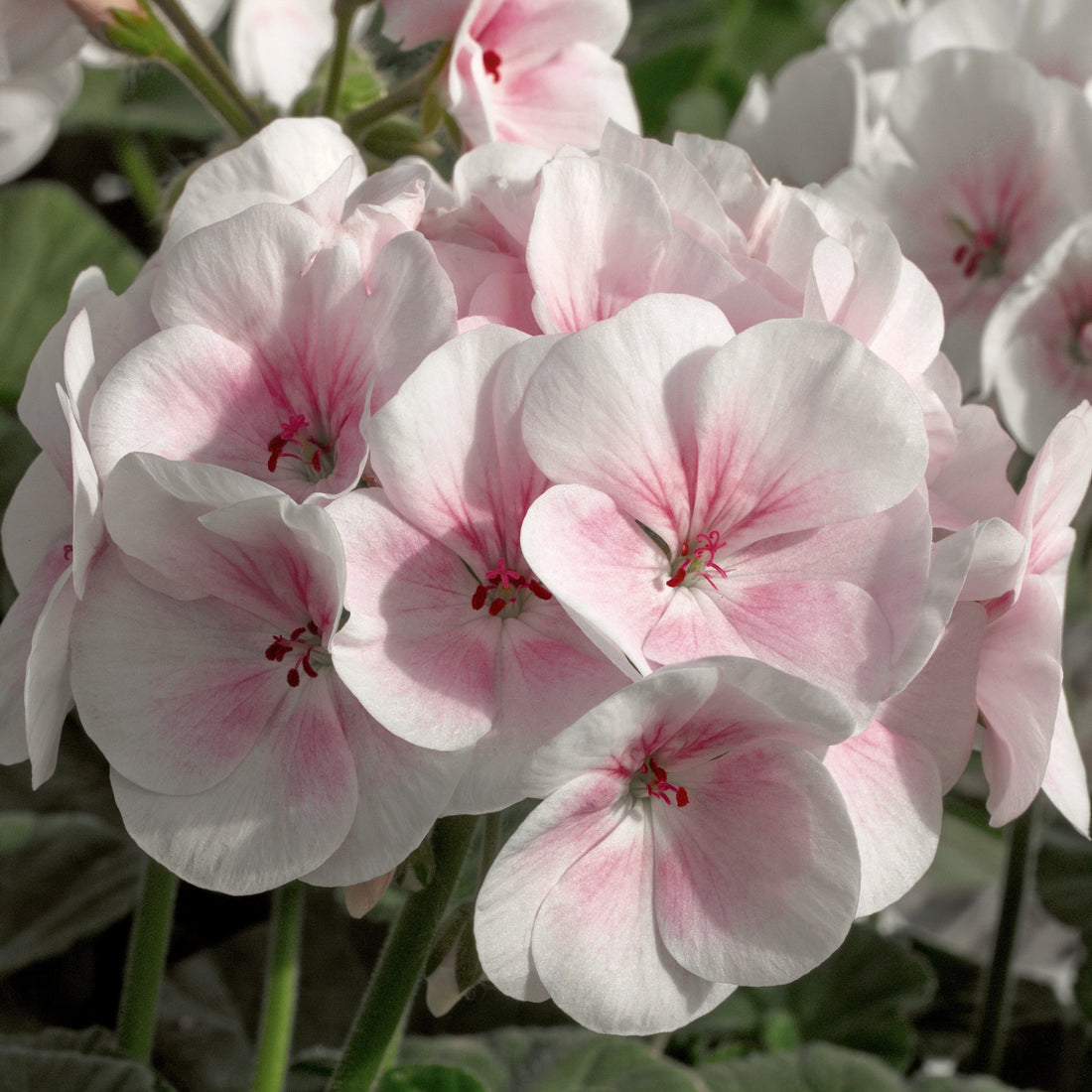 Light Pink flower seeds