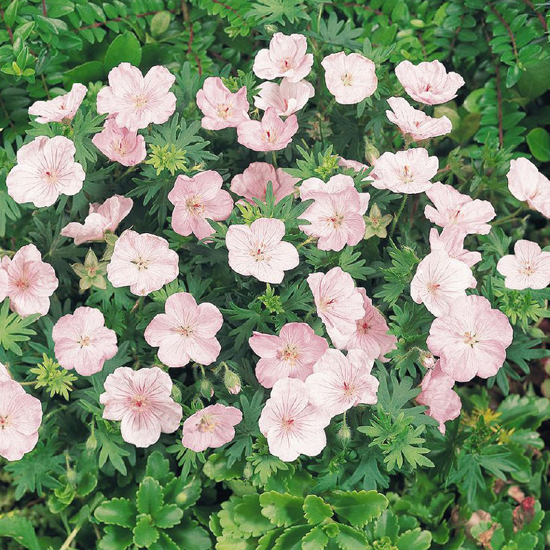 Light Pink flower seeds