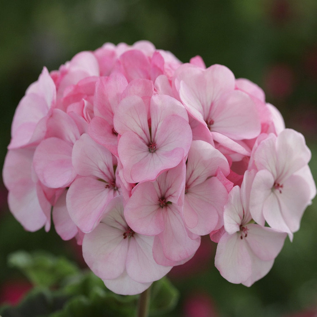 Pale Pink flower seeds