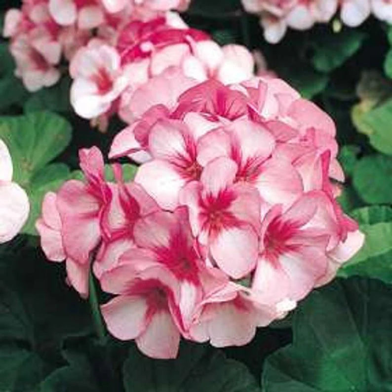 Pink Red flower seeds