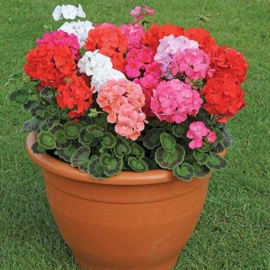 Blue Geranium flower seeds