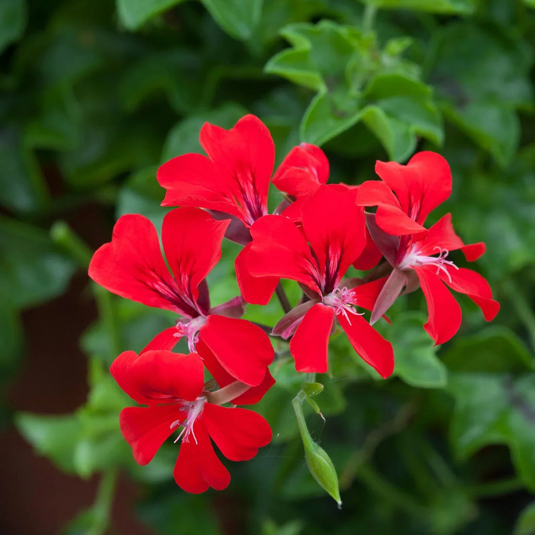 Pelargonium Peltatum flower seeds