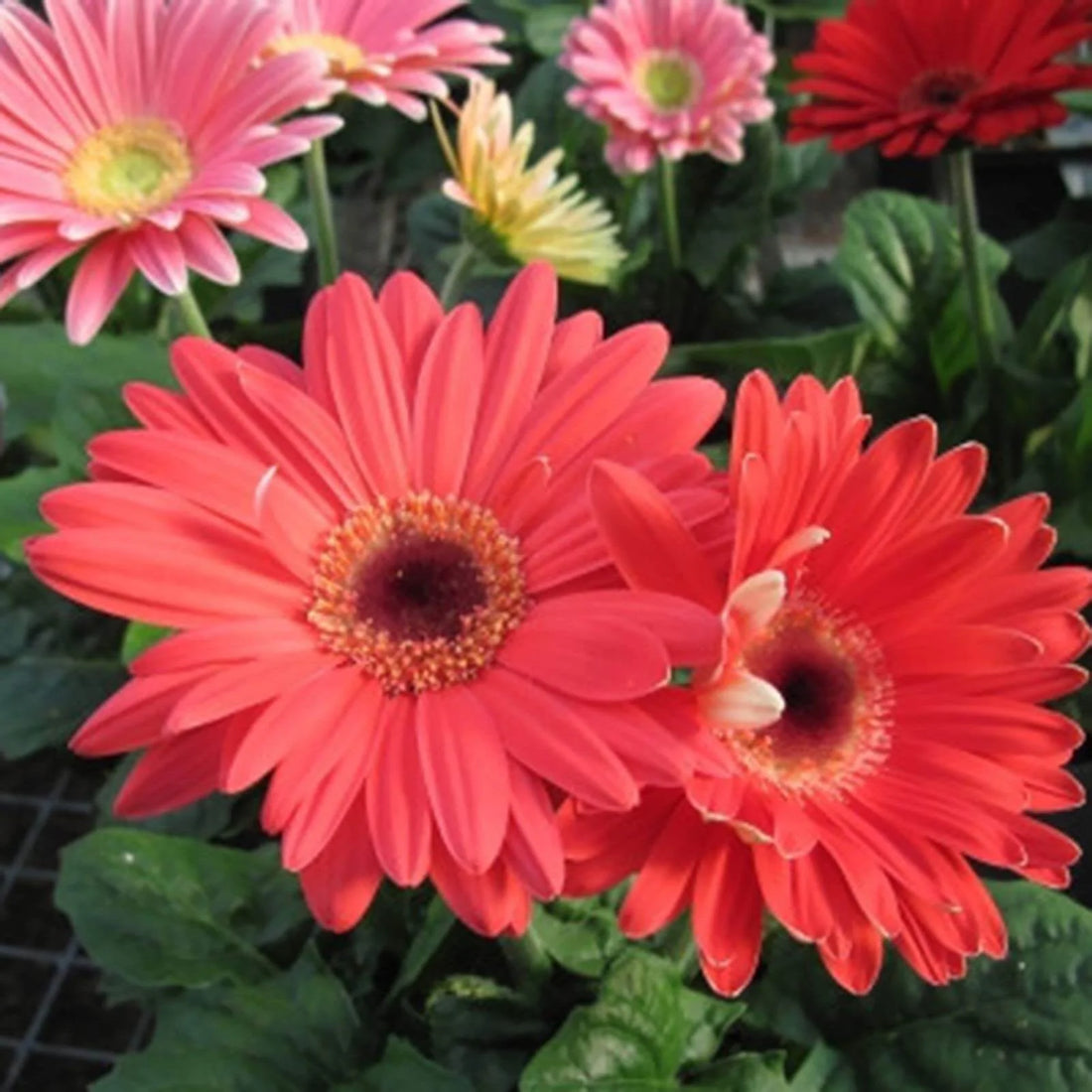 Hot Gerbera flower seeds