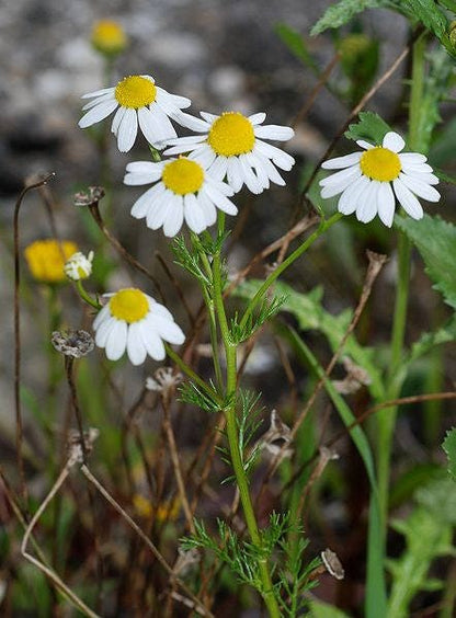 German Chamomile Herb Seeds for Planting – Heirloom Non-GMO Garden Seeds