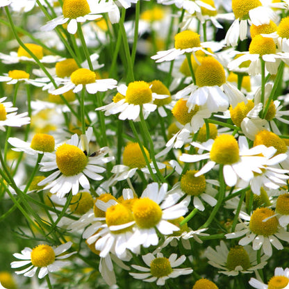 German Chamomile Herb Seeds for Planting – Heirloom Non-GMO Garden Seeds