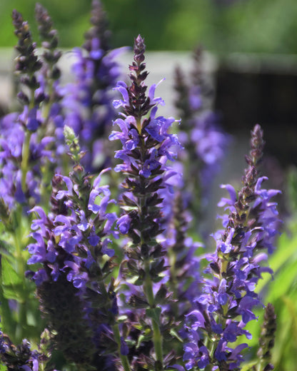 Nemorosa Flower Seeds for Planting – Heirloom Non-GMO Garden Seeds