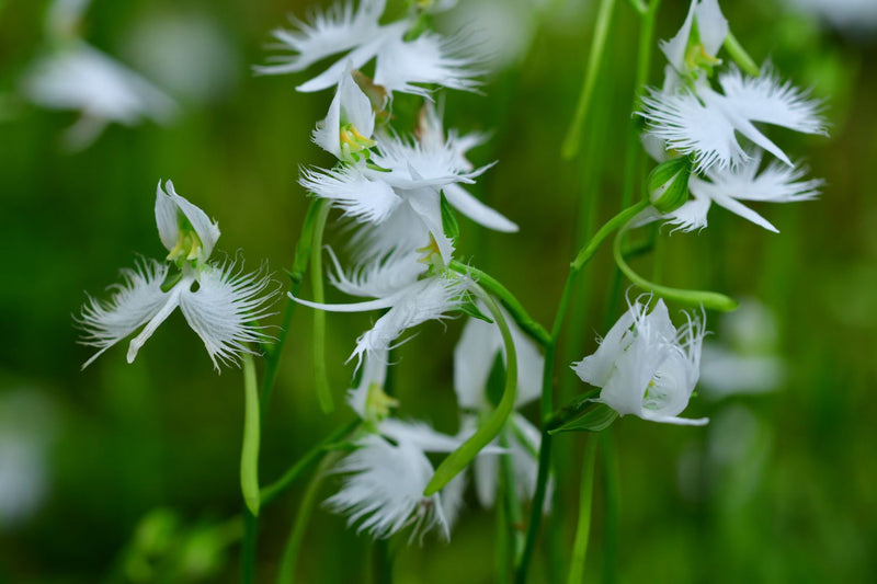 White Egret Flower Seeds for Planting – Heirloom Non-GMO Garden Seeds
