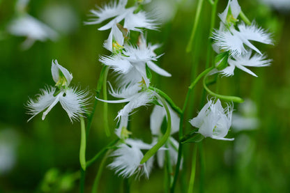 White Egret Flower Seeds for Planting – Heirloom Non-GMO Garden Seeds