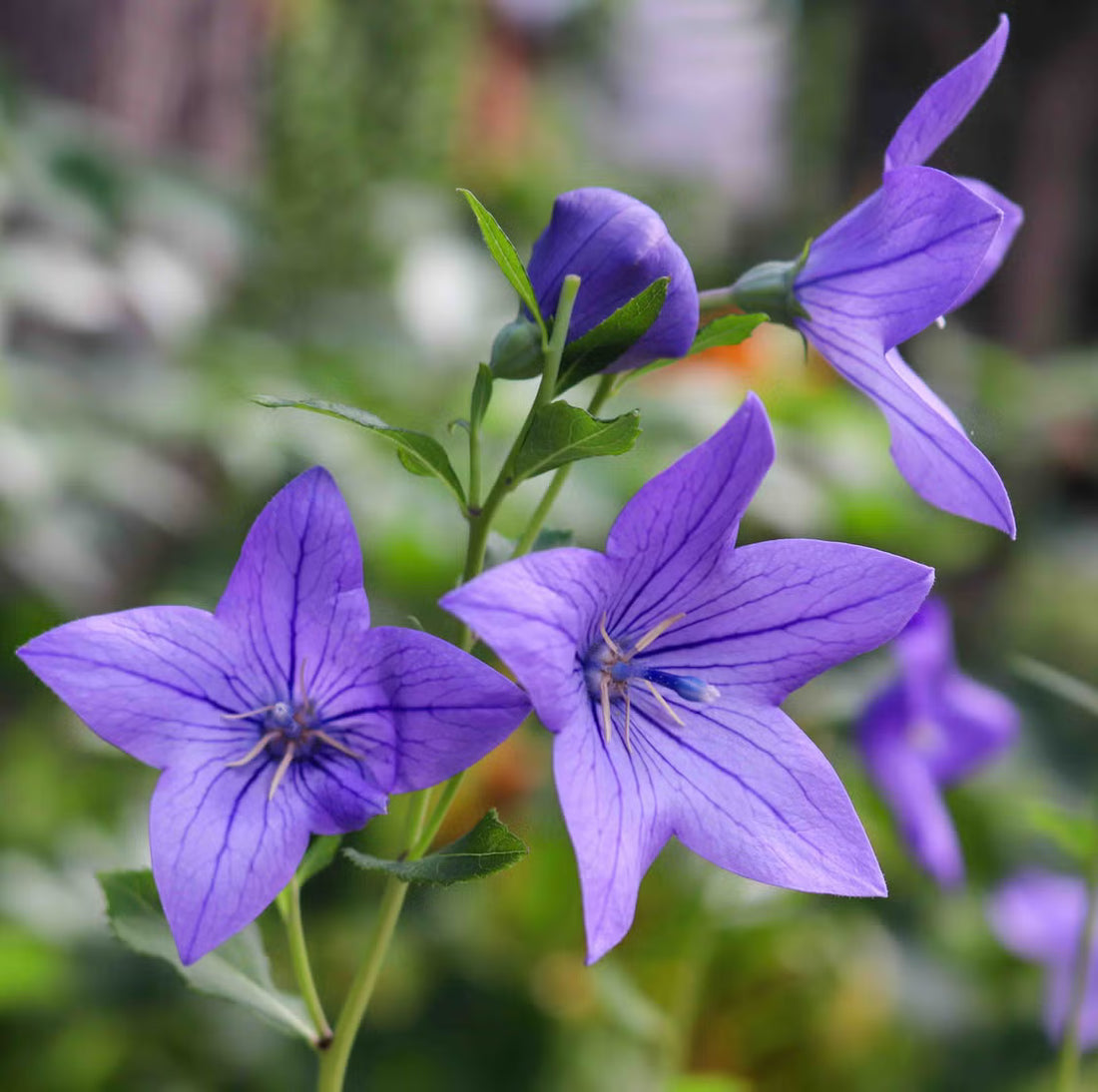 Violet Grandiflorus flower seeds