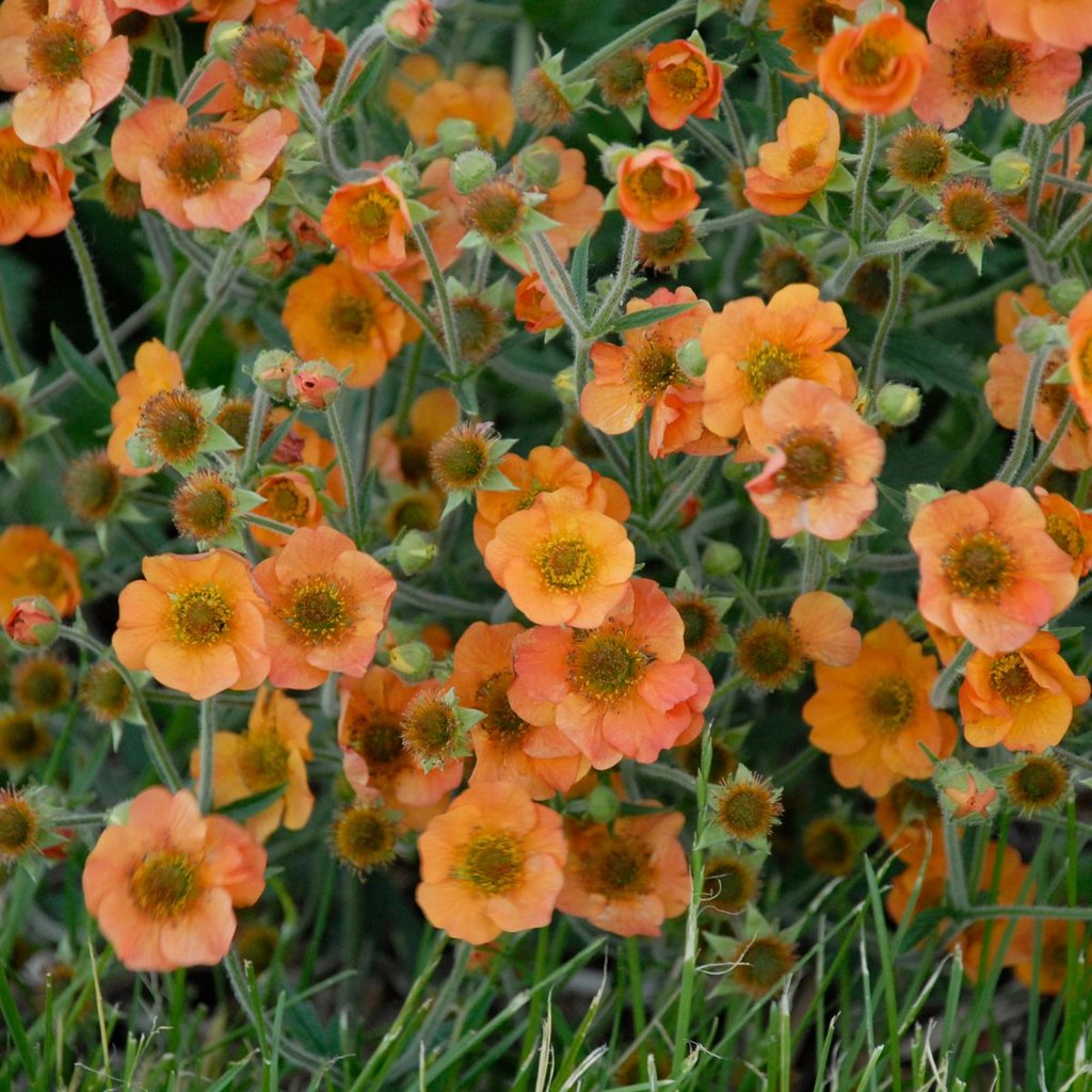 Geum Chiloense flower seeds