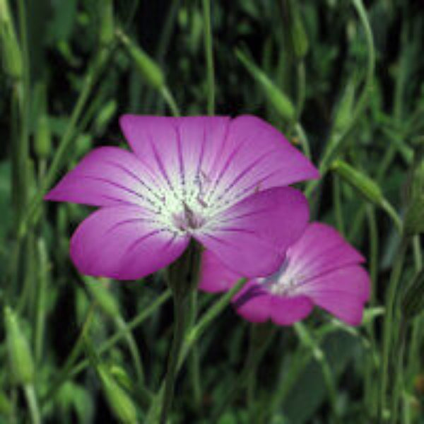 Corn Cockle Agrostemma plant