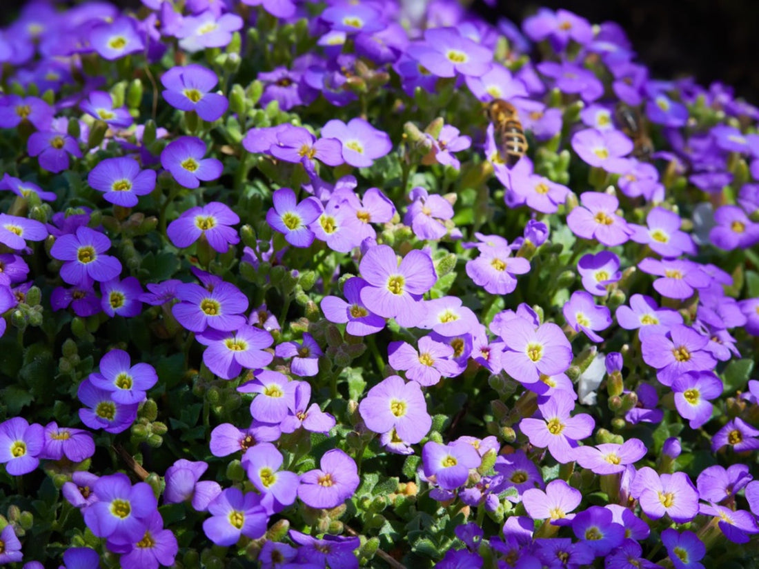 Cress Perennial flower seeds