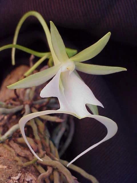 Ghost Orchid (Dendrophylax lindenii) with delicate white flowers and distinctive green photosynthetic roots growing in a humid tropical habitat.