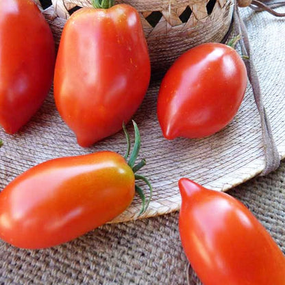 Giallo Grandi Amish Tomato Seeds