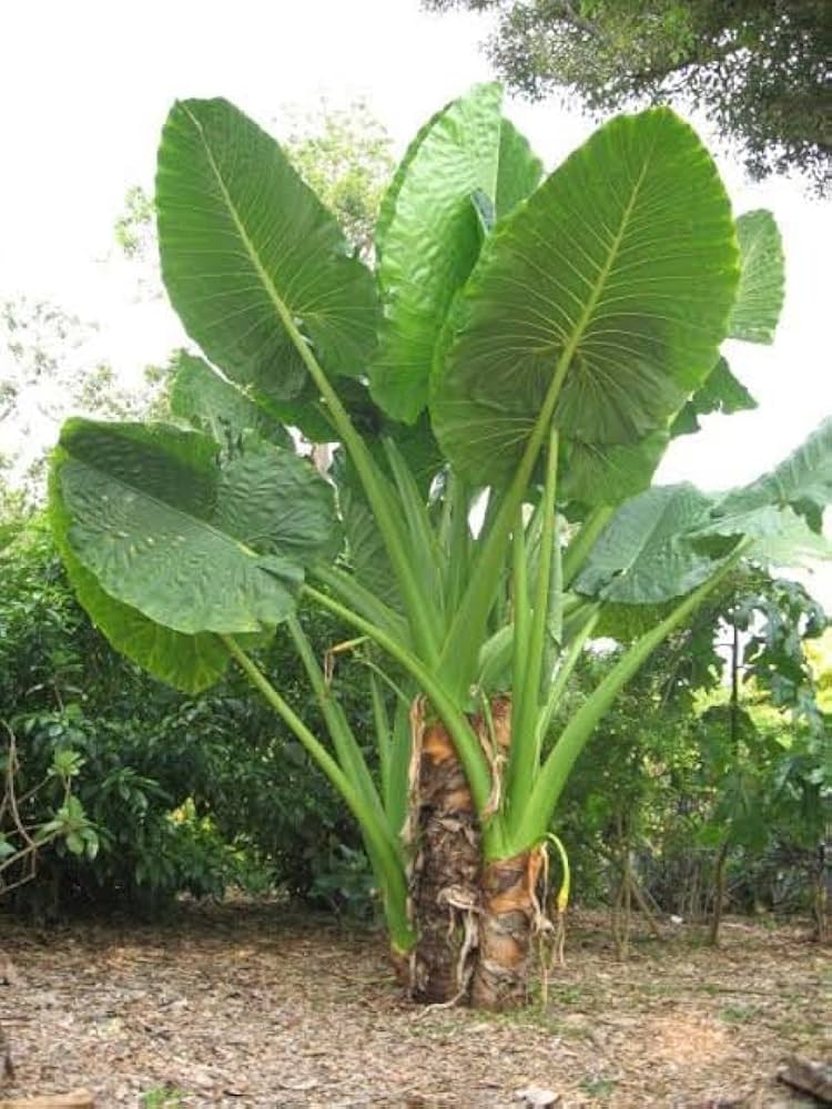 Alocasia Macrorrhiza plant with large green elephant ear leaves grown from seeds