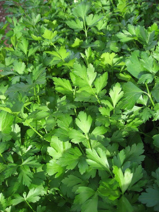 Giant Italian Flat Leaf Parsley Herb Seeds for Planting – Heirloom Non-GMO Garden Seeds