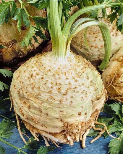 Giant Prague Celeriac Vegetable Seeds with large celeriac roots growing in a home vegetable garden