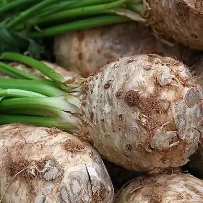 Giant Prague Celeriac Vegetable Seeds with large celeriac roots growing in a home vegetable garden