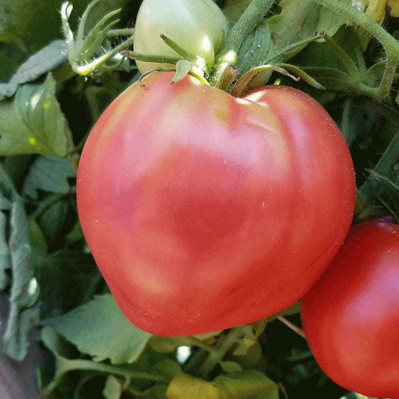 Giant Red Oxheart Tomato Seeds for Planting – Heirloom Non-GMO Garden Seeds
