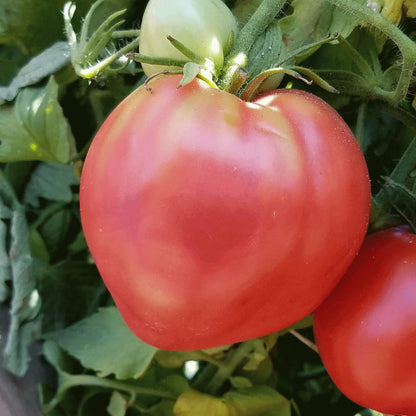 Giant Red Oxheart Tomato Seeds for Planting – Heirloom Non-GMO Garden Seeds