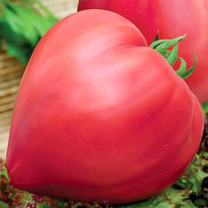 Giant Red Oxheart Tomato Seeds
