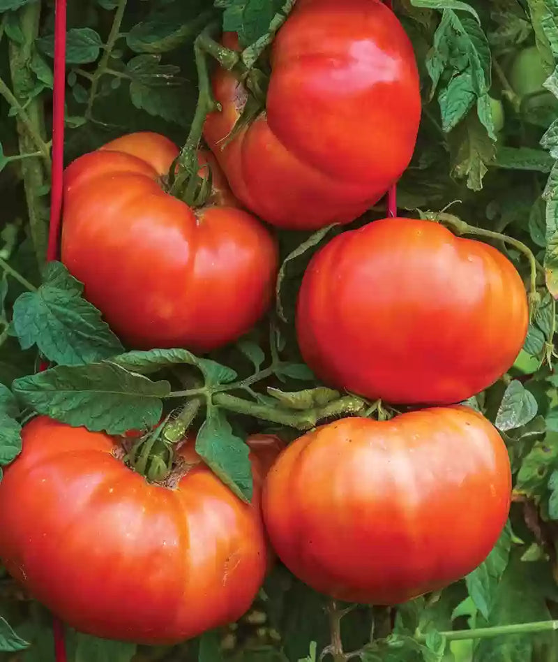 Big Red Tomato Seeds for Planting – Heirloom Non-GMO Garden Seeds