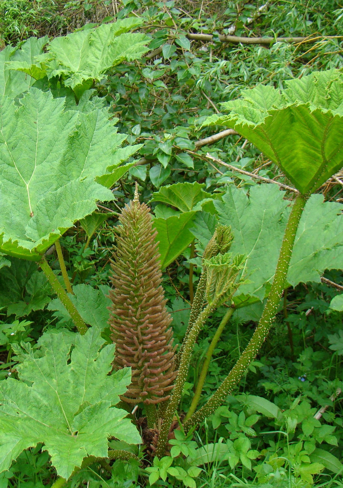 Gunnera Manicata flower seeds