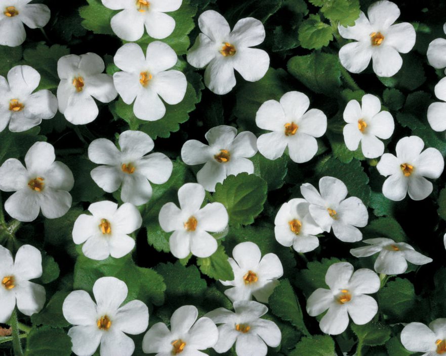 Bacopa flower seeds