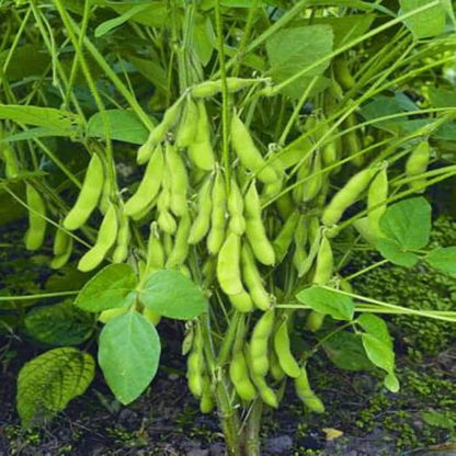 Giant Soybean Seeds