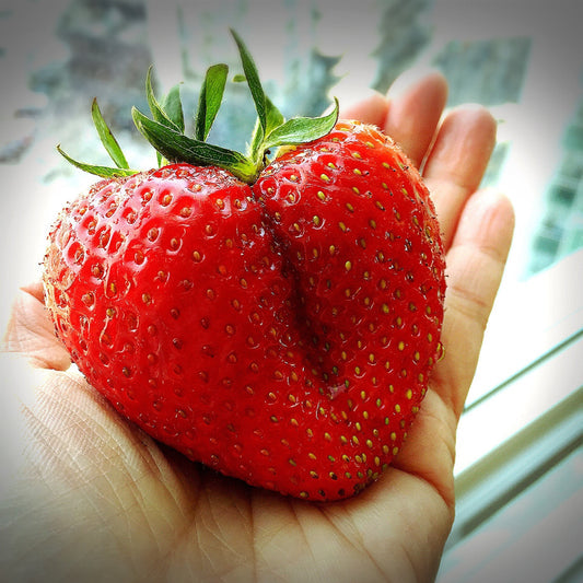 giant strawberry seeds