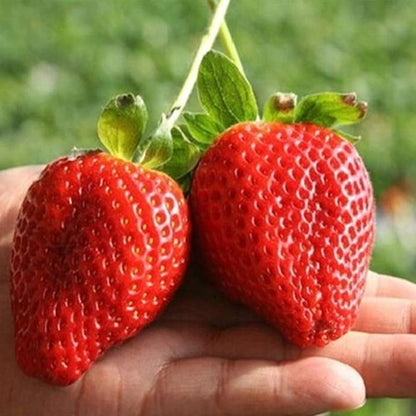 giant strawberry seeds