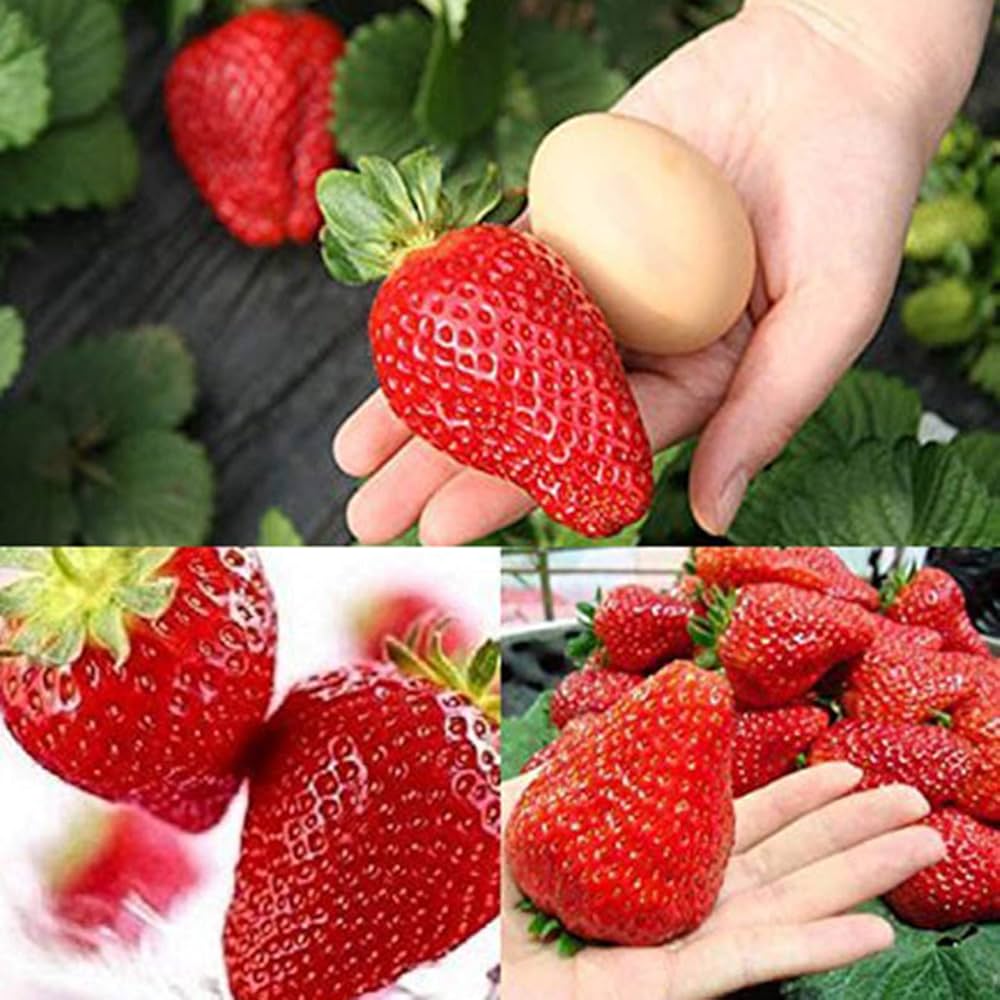 giant strawberry seeds