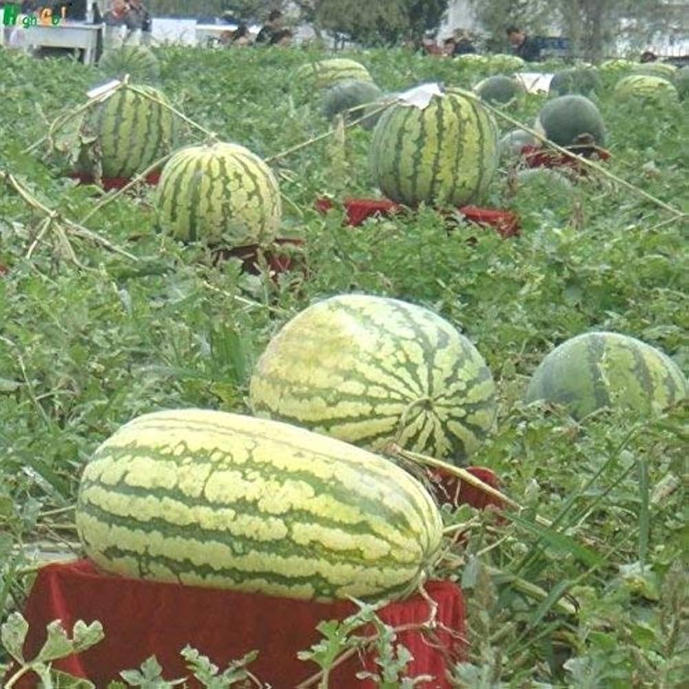 giant watermelon seeds