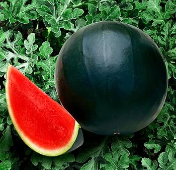 florida giant watermelon seeds