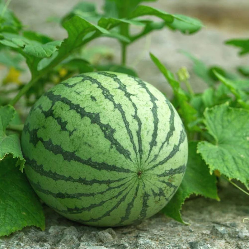 Giant Watermelon Seeds for Planting – Heirloom Non-GMO Watermelon Seeds