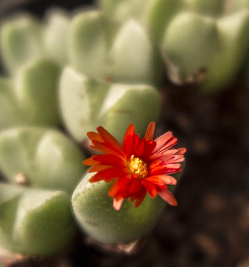 Red Conophytum flower seeds